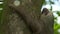 Close-up of sloth on jungle tree trunk, Costa Rica