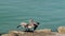 Close up slow motion clip of a brown pelican taking off from jetty.