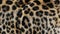 Close up, slow motion of moving leopard hair. African wild cat fur. Beautiful exotic animal background, abstract natural