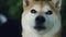 Close-up slow motion portrait of adorable dog shiba inu looking at camera and licking its mouth and nose with pink