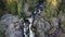 Close-up and slow motion shot of the breathtaking Hepokongas waterfall in Kainuu region, Finland. Water flowing from the rock at s