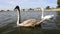 Close up slow motion shot of two beautiful young swans on a lake