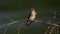 Close up slow motion video of a swallow perched on a small branch in front of a river