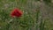 Close-up, Slow Motion, Wild Reds Mies Grow on Spring Field