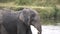 Close Up Slow Motion of Young Elephant Cooling Himself With Muddy Pond Water