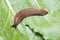 Close up of slug on leaves