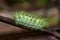 Close-up of slug moth caterpillar in Indonesia