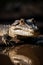A close up of a small alligator in water. Generative AI image.