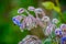 Close up of small backlit blue flower with hairy stems