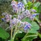 Close up of small backlit blue and pink flowers with hairy stems