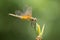 Close up of small beautiful dragonfly, They are the best mosquito killer in nature