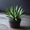 Close up of a small black potted succulent cactus plant on a table