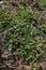 Close up of small blue flowers of Grey Field speedwell