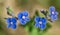 Close-up of small blue spring, summer flowers - speedwell, bird`s eye, and gypsyweed. Veronica germander is a macro
