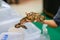 Close-up of a small boa snake with a beautiful pattern in the hand of a woman, tame and cute, can be your friend.