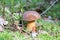 Close-up of small boletus with brown cap growing on forest floor from green moss, edible mushroom, Autumn