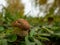 Close up of small boletus in the natural environment. Fall time.