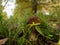 Close up of small boletus in the natural environment. Fall time.