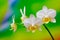 close up of a small branch of miniature white phalaenopsis orchids on colorful background