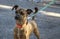 Close-up of a small brown and brindle mixed-breed dog looking alert and interested