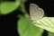 Close up of small butterfly Tiny Grass Blue perched on leaf.