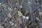 close-up: small cabbage white on annual everlasting