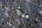 close-up: small cabbage white on annual everlasting