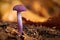 Close up of a small Clitocybe nuda in autumn Black Forest