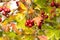 Close-up of small clusters of ripe, bright red hawthorn berries, also known as haws