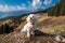 Close up small cute adorable Maltese dog in beautiful landscape