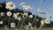 Close up of small daisies with white petals and yellow buds. Creative. Flowering shrub of chamomiles in the field on a