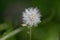 Close up of a small dandelion flower