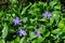 Close up of small delicate blue flowers of periwinkle or myrtle herb Vinca minor in a sunny spring garden, beautiful outdoor