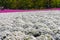 Close-up small delicate pink white moss Shibazakura, Phlox subulata flowers full blooming on the Ground in sunny spring day