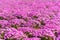 Close-up small delicate pink white moss Shibazakura, Phlox subulata flowers full blooming on the Ground in sunny spring day