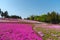 Close-up small delicate pink white moss Shibazakura, Phlox subulata flowers full blooming on the Ground in sunny spring day