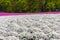 Close-up small delicate pink white moss Shibazakura, Phlox subulata flowers full blooming on the Ground in sunny spring day