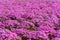 Close-up small delicate pink white moss Shibazakura, Phlox subulata flowers full blooming on the Ground in sunny spring day