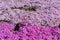 Close-up small delicate pink white moss Shibazakura, Phlox subulata flowers full blooming on the Ground in sunny spring day