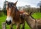 Close up of small donkey nuzzling Large Shire Horse affectionately in field