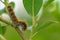 Close up of a small eggar larva in a tree