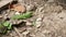 Close-up, a small emerald green lizard basking in the sun