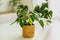 Close-up small ficus in kraft paper pot. Beautiful houseplant standing in sunlight. Potted home flower with wet leafs
