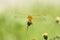 Close-up small flowers & dragonfly in the meadow.