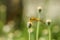 Close-up small flowers & dragonfly in the meadow.