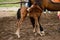 close-up Small foal