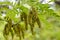 A close up of small fuzz seeds on the tree branches