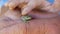Close-up of a small green frog in the hands of a child. Child`s hand stroking a frog. Love of children for animals. selective focu