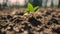 Close-up of a small green plant emerging from the soil, Earth Day and Environment concept, close-up of a small tree growing from