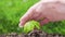 Close-up of a small green plant and human hands over the nature background. The concept of environmental protection